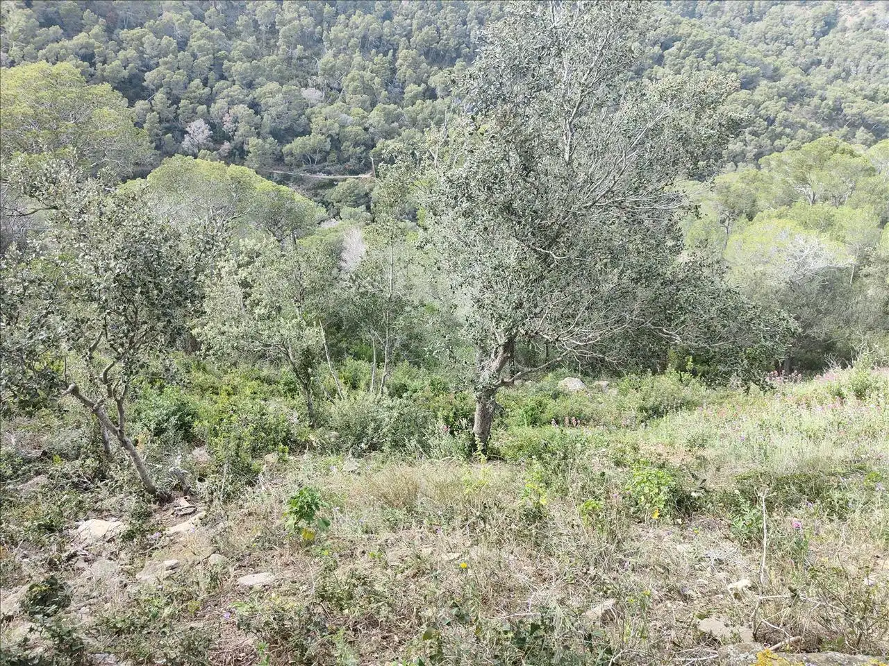 Residential land for sale in Sa Tuna, imagen 6