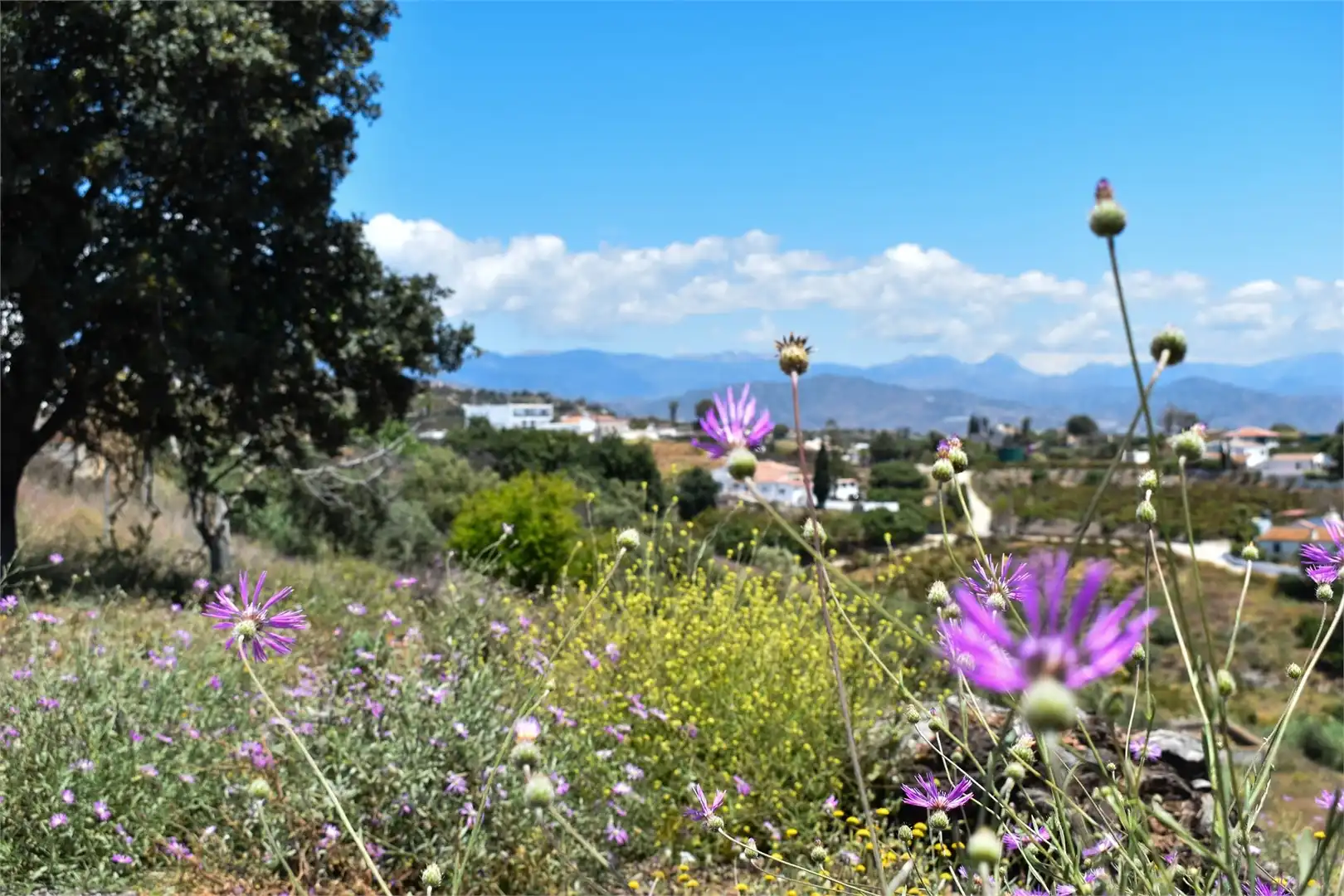 Garden of Country homes for sale in Vélez-Málaga