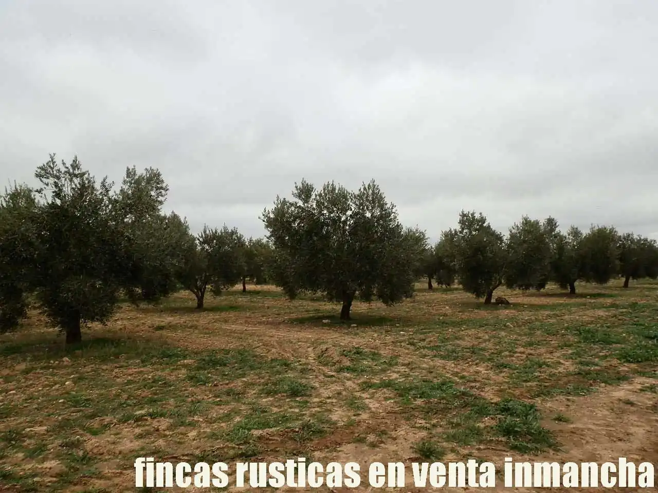 Terreno rustico in vendita a Campo de Criptana