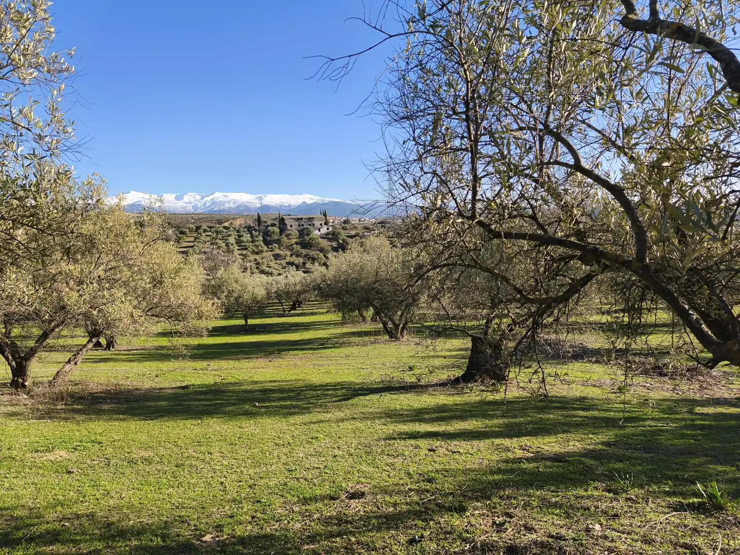 Lands and plots for sale in Alfacar, imagen 5
