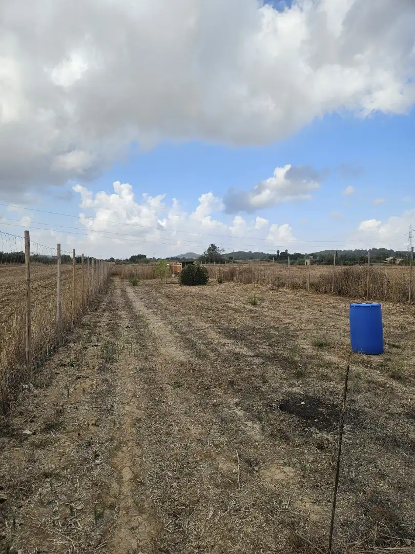 Rural land for sale in Sineu, imagen 11