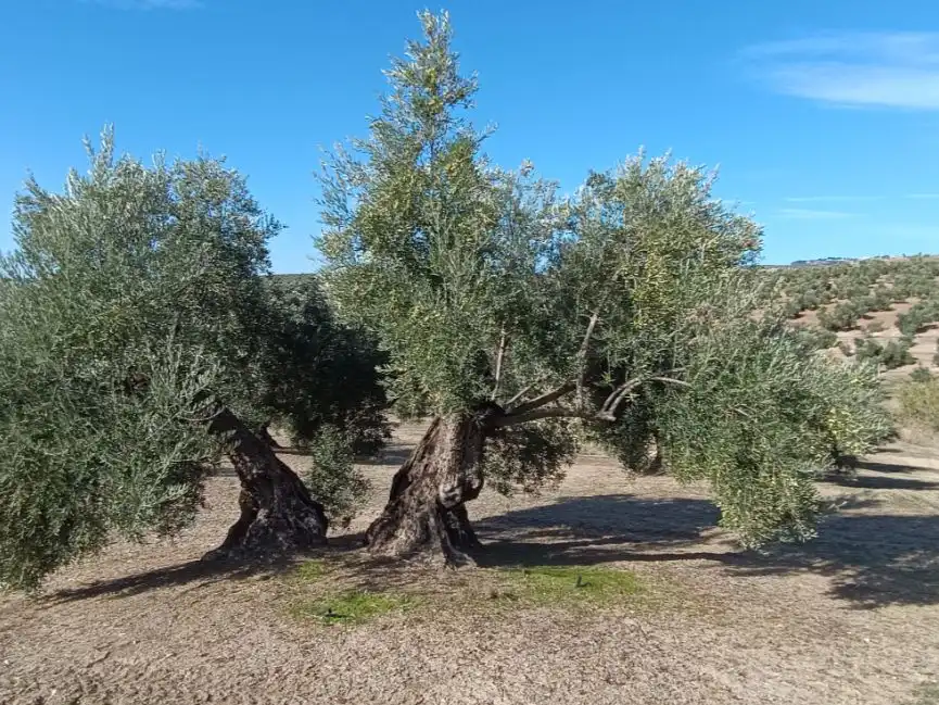Garden of Land for sale in Baeza