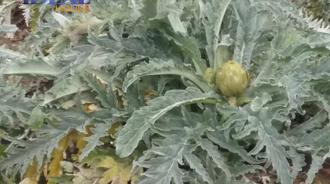 Foto 3 de Finca rústica en venda a Campus de la Salud, Granada