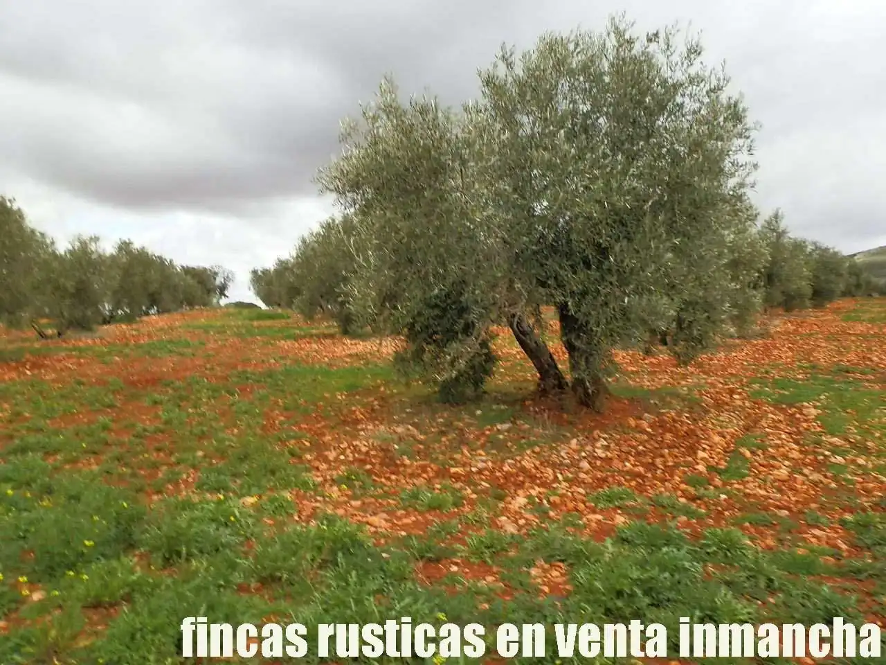 Rural land for sale in Valdepeñas, imagen 13