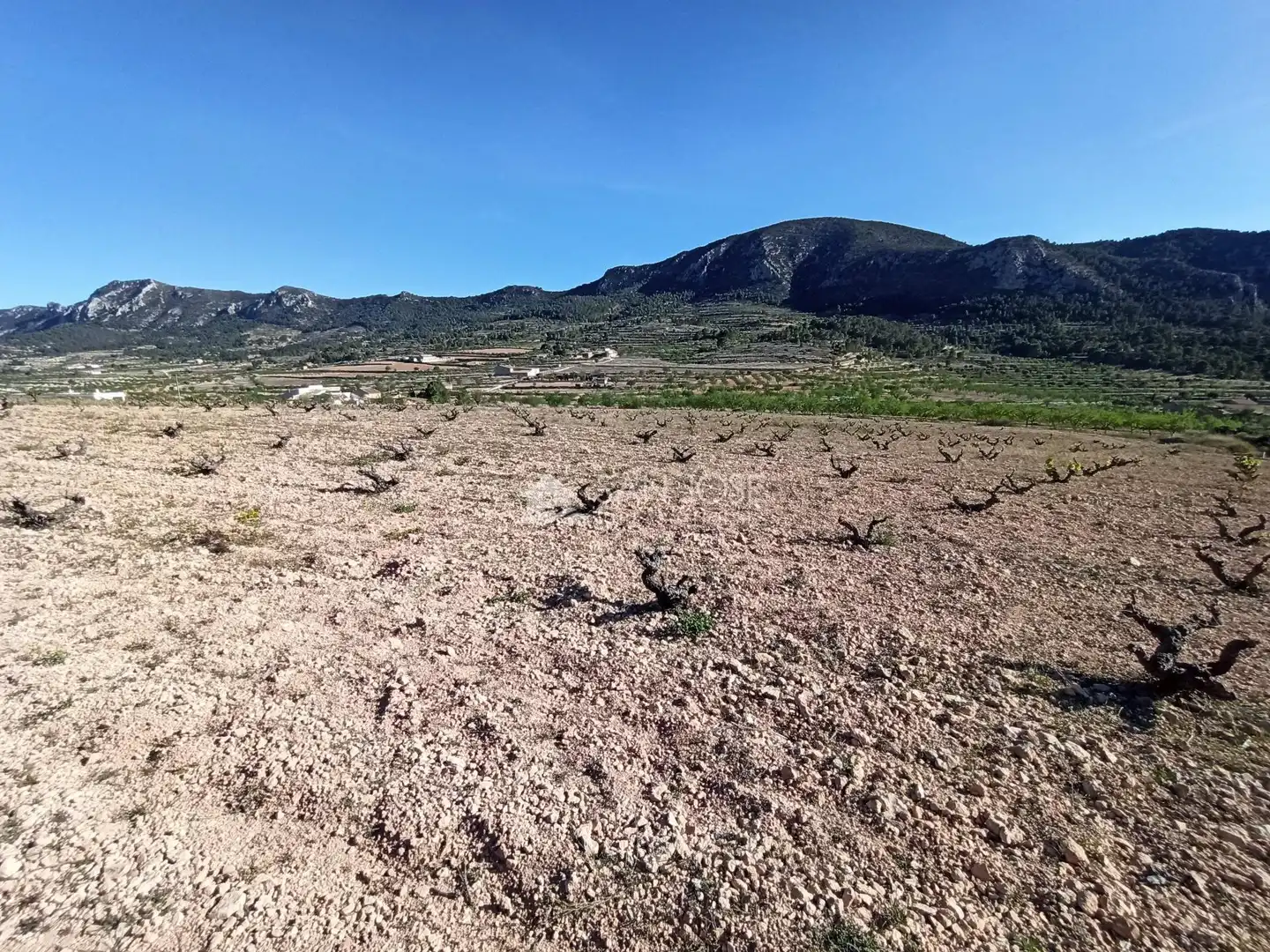 Terrain rustique à vendre à Algueña, imagen 6