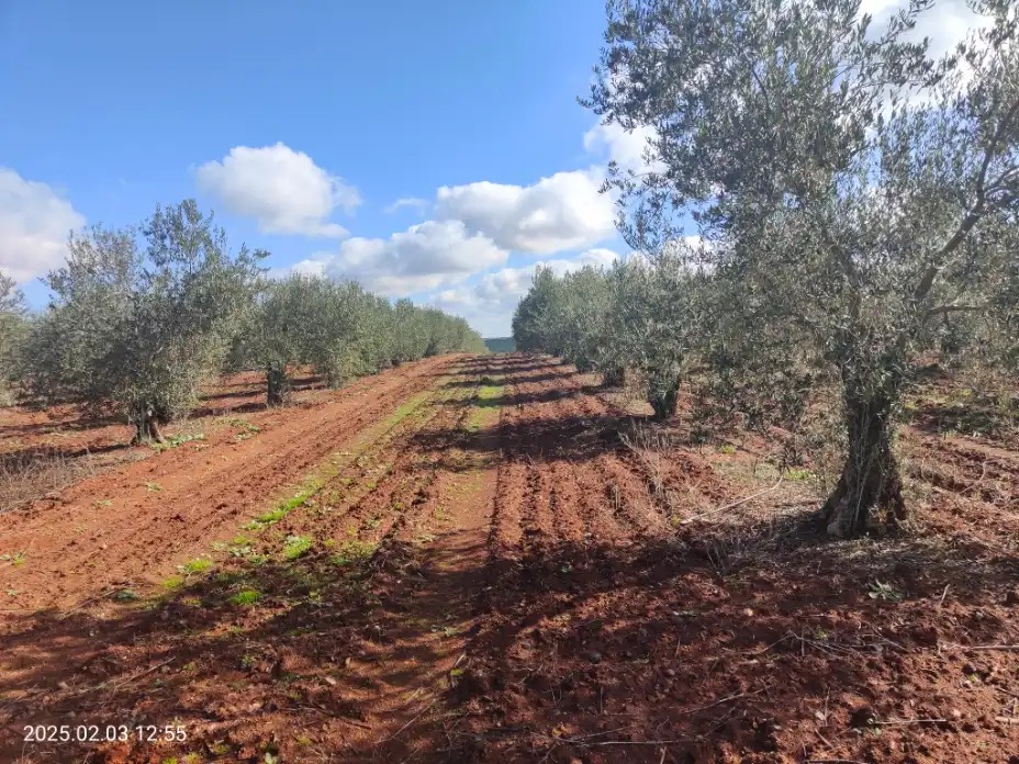 Grundstücke zum Verkauf in Almendralejo