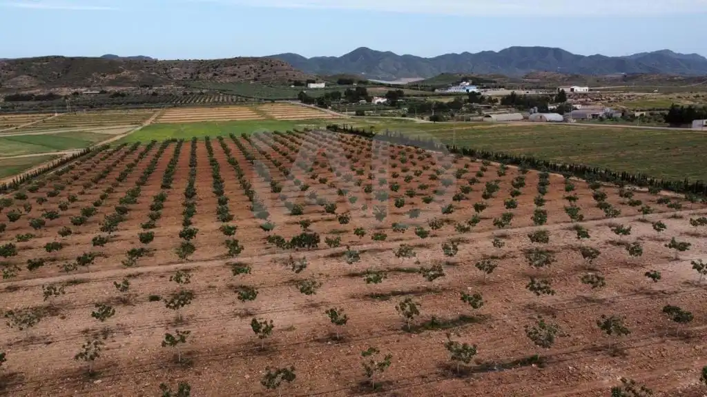 Land for sale in Lorca
