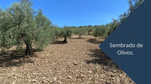 Ref. 29 Terreno en Casarabonela, imatge 2