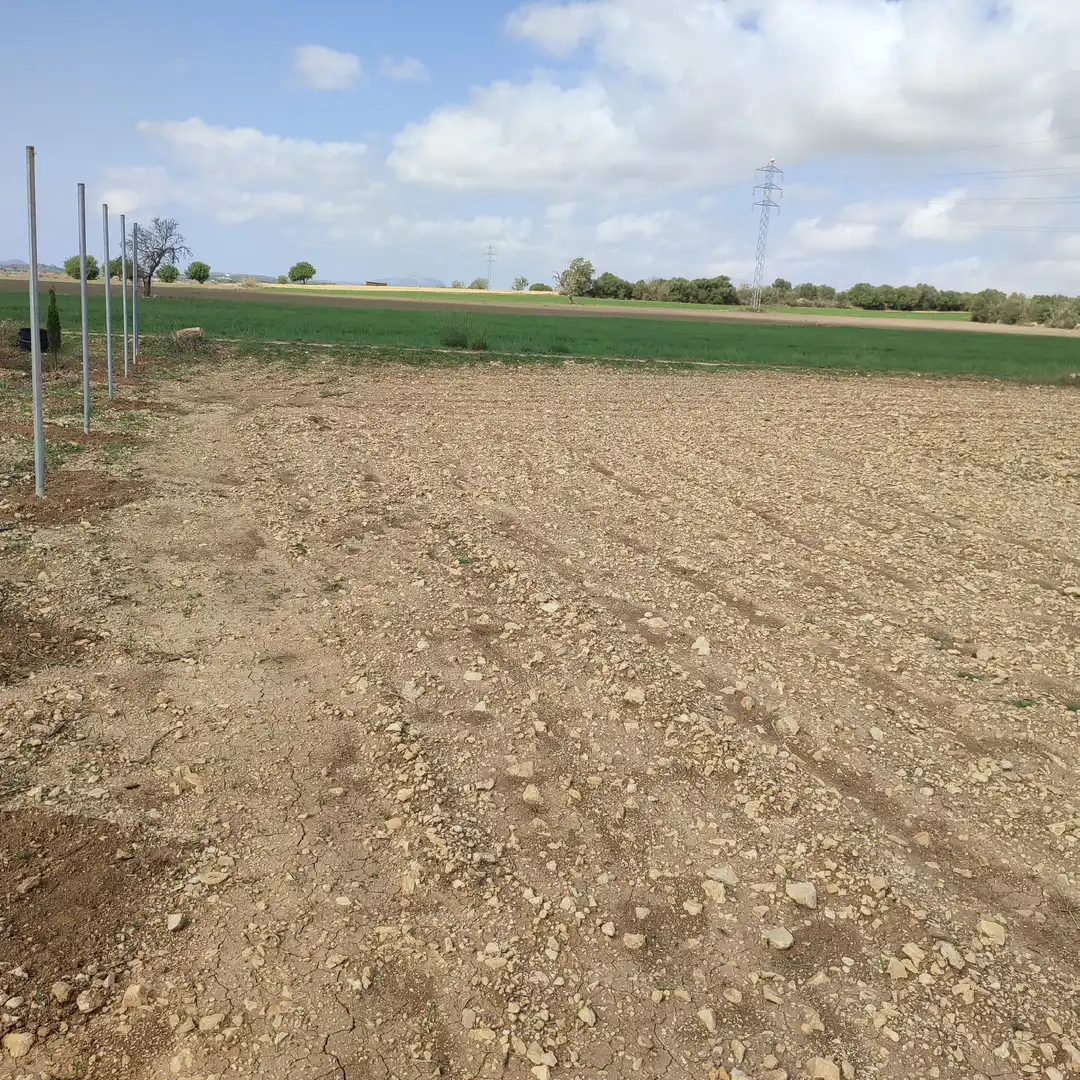 Rural land for sale in Vilafranca de Bonany, imagen 2