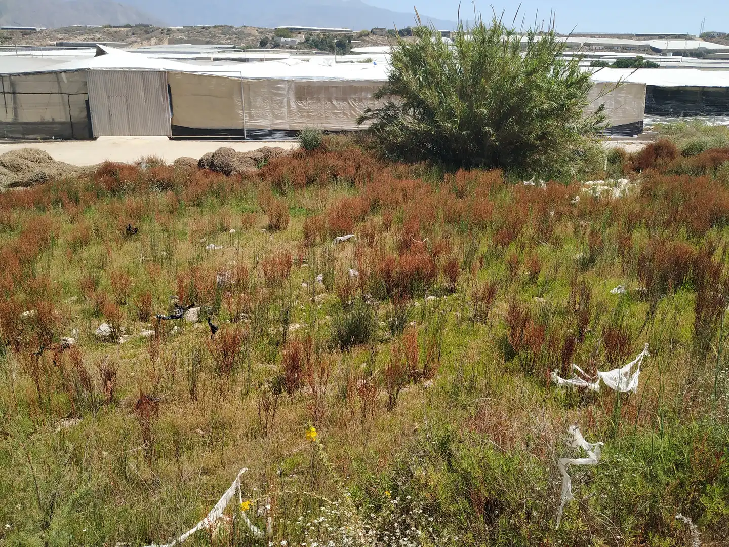 Lands and plots for sale in C/ Las Cuevecillas, imagen 6