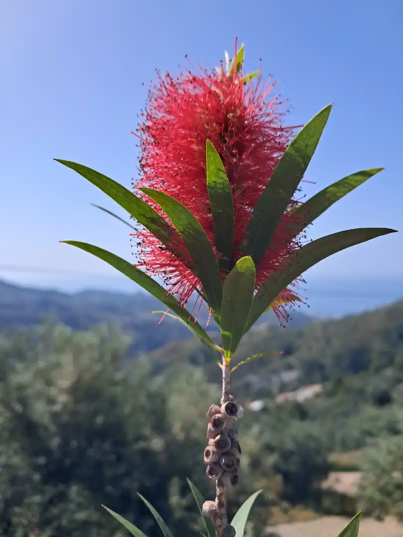 Jardín de Terreno en venta en Almuñécar