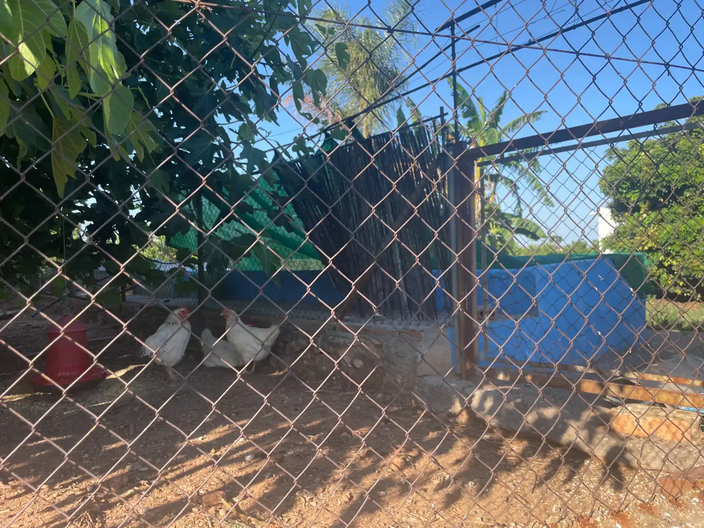 Jardí de Casa o xalet en venda en Betxí amb Jardí privat, Terrassa i Piscina