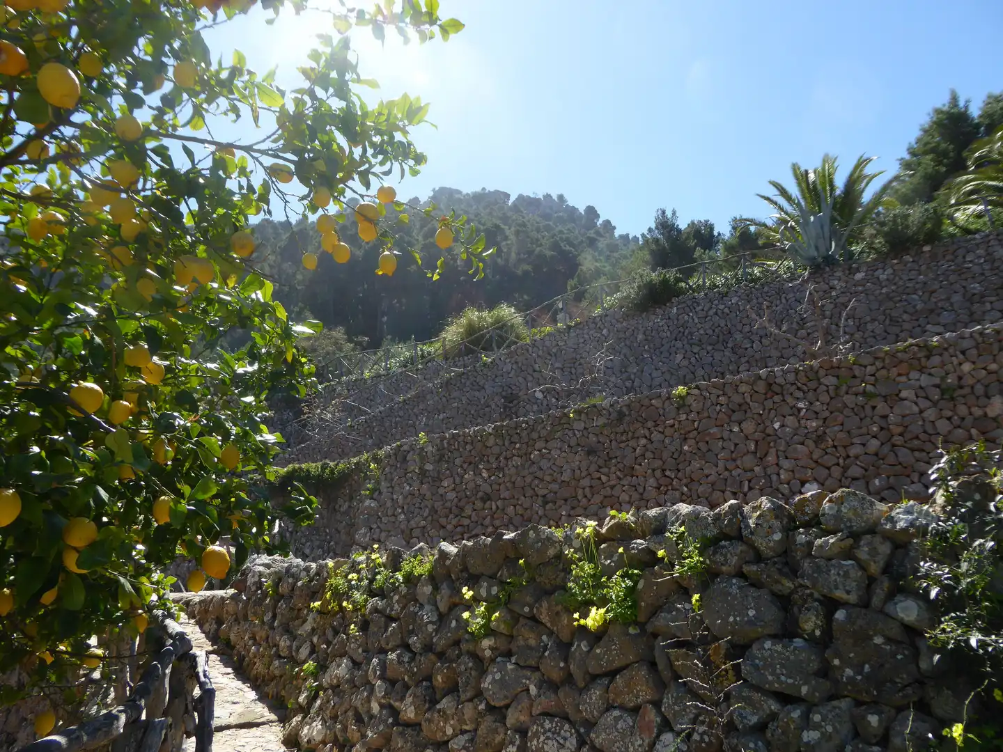 Vista exterior de Finca rústica en venta en Banyalbufar con Jardín privado, Terraza y Horno