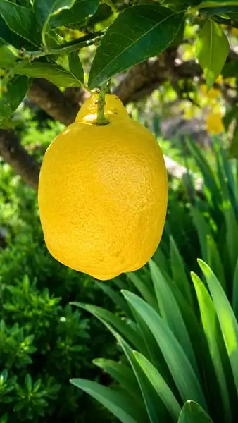 Garten von Country house zum Verkauf in Málaga mit Klimaanlage, Heizung und Privatgarten