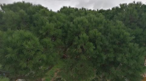 Foto 5 de Casa o chalet en venta en La Barrosa, Chiclana de la Frontera