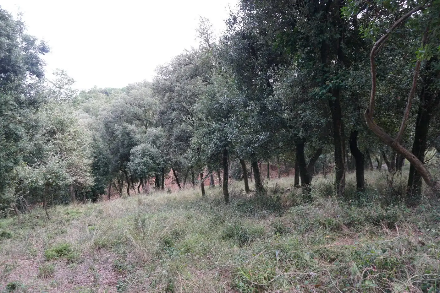 Terreny residencial en venda a Sant Pere de Vilamajor, imagen 3