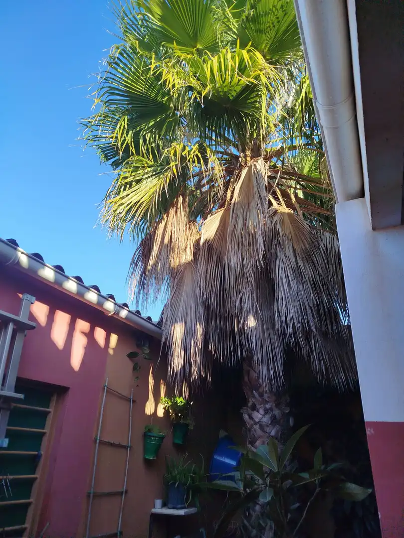 Exterior view of Houses for sale in La Línea de la Concepción  with Terrace