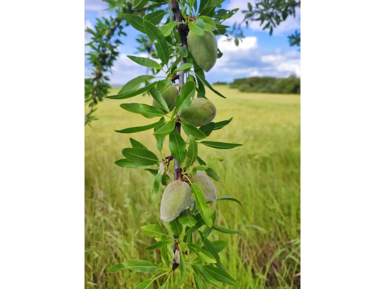 Terreni e lotti in vendita a Salas Altas, imagen 7