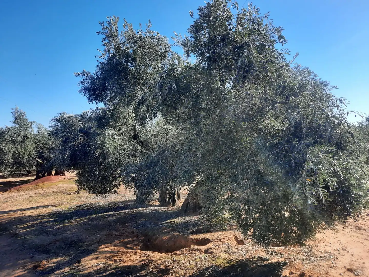 Terreni e lotti in vendita a Bailén, imagen 12