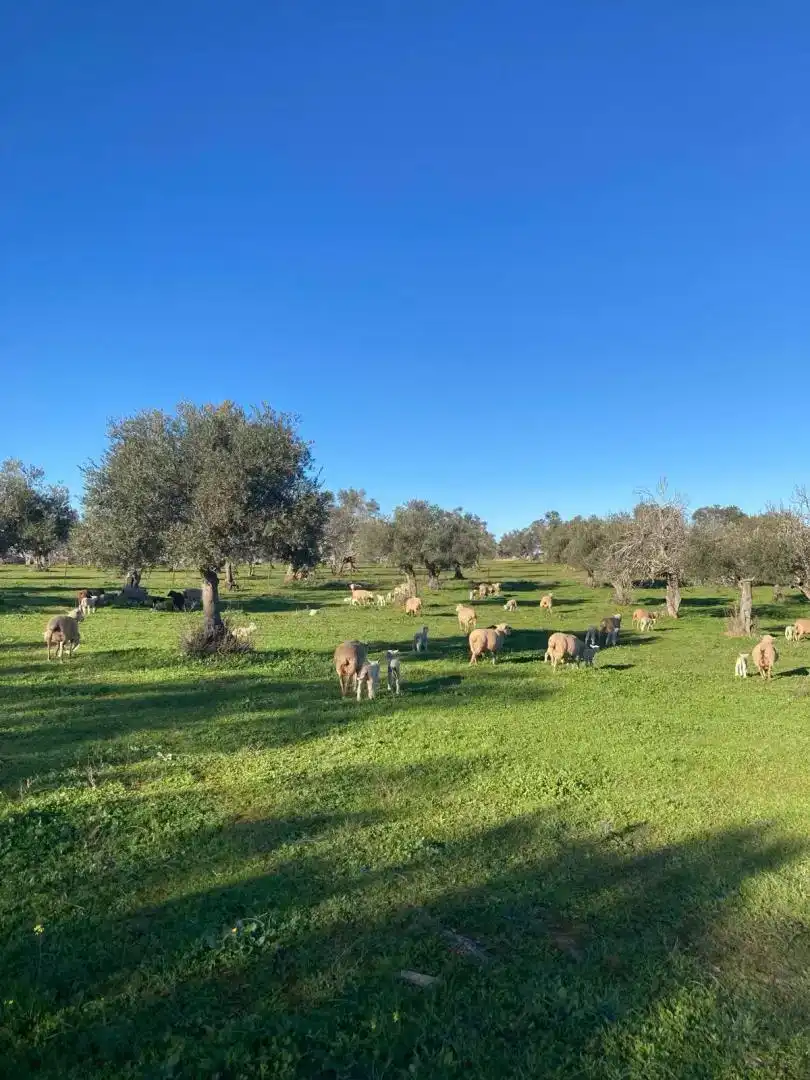 Vista exterior de Finca rústica en venta en Segura de León, Badajoz