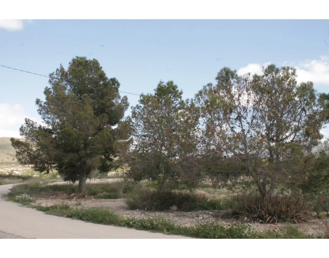 Country house for sale in Jumilla, imagen 41