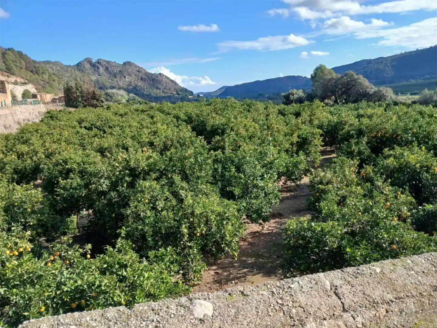 Land for sale in L'Atzúbia