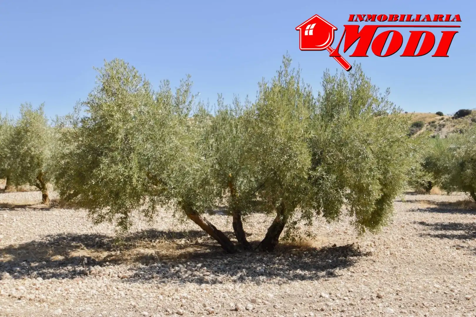 Finca rústica en venda en Cacín amb Jardí privat