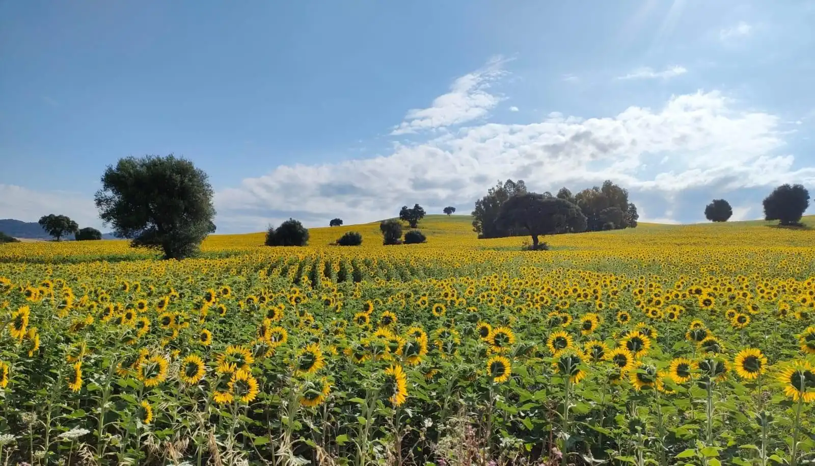 Jardín de Finca rústica en venta en El Bosque con Terraza