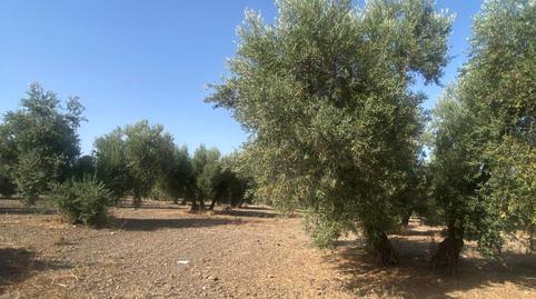 Foto 5 de Residencial en venda a La Puebla de Cazalla, Sevilla