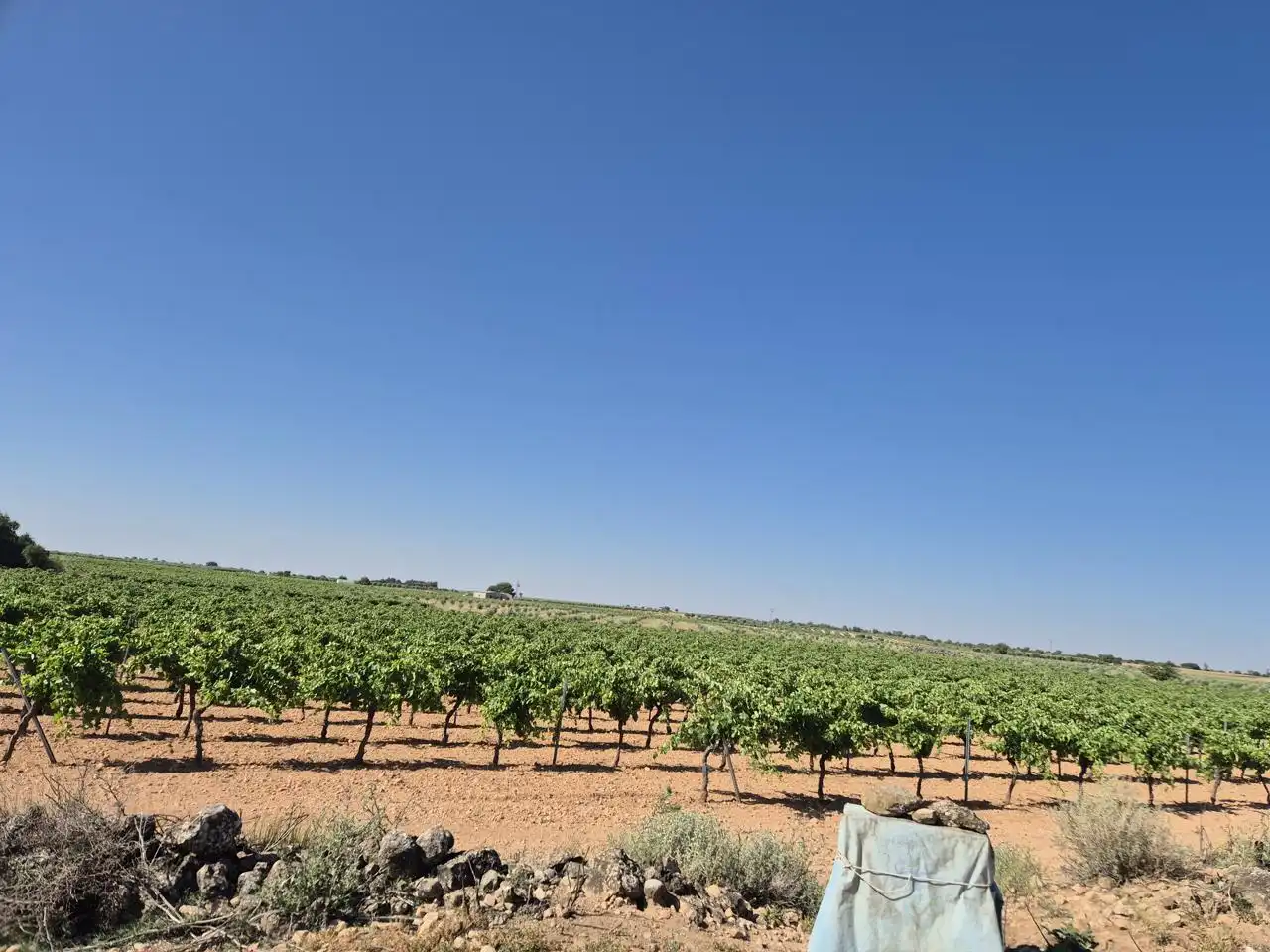 Terreno rustico in vendita a Las Colinas, imagen 29
