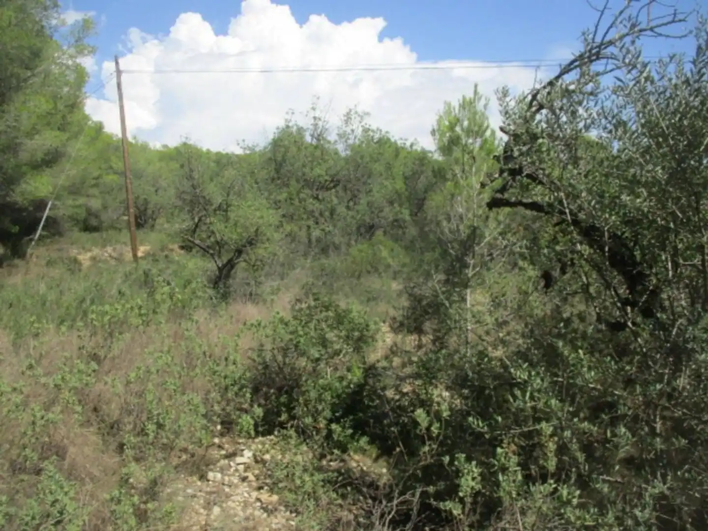 Rural land for sale in Calle Sebastia Riera, imagen 6