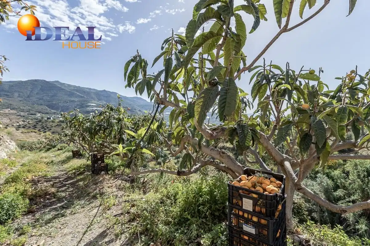 Xalet amb terrassa en venda a Polígono 4 Paraje 36 BARTOLO, imagen 58