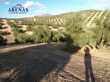 Terreno rústico en venta en Camino Caparacena