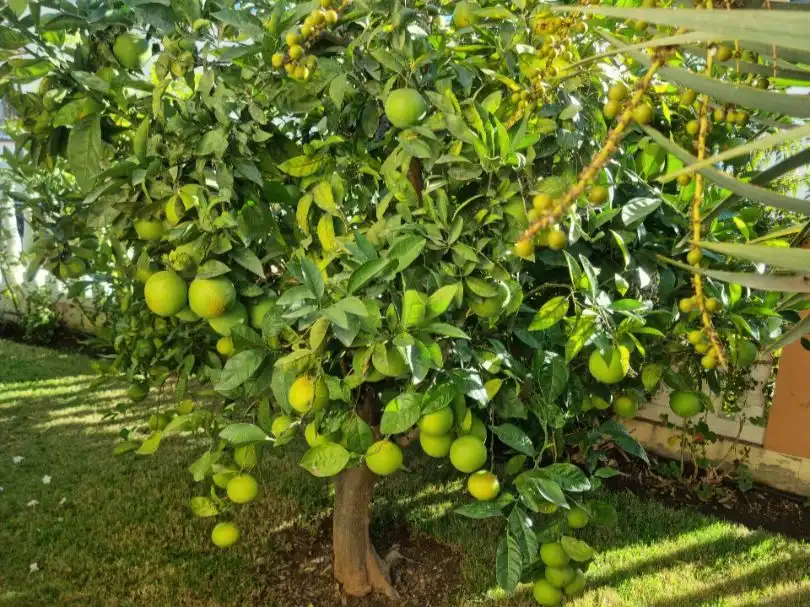 Xalet amb jardí en venda a Calle Afrodita 3, imagen 10