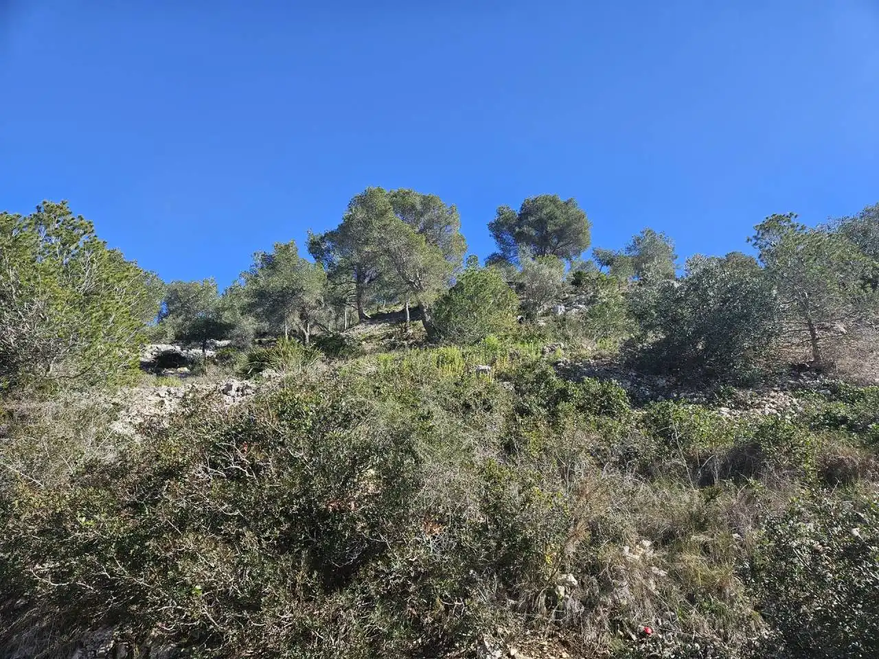 Rural land for sale in Pinos, imagen 2