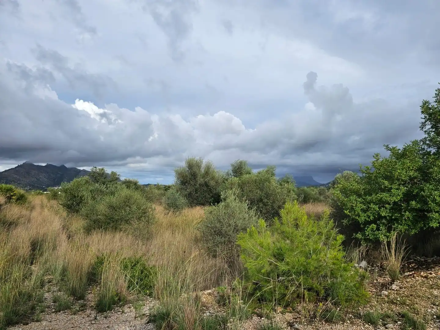 Rural land for sale in Tormos, imagen 6