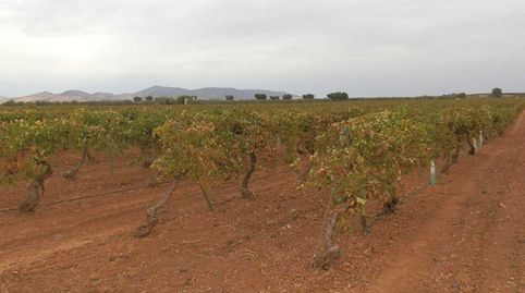 finca en venta viña en espaldera regadío en Ciudad Real, immagine 3