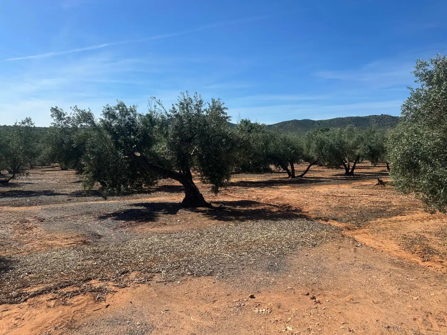 Land for sale in Villanueva de la Reina