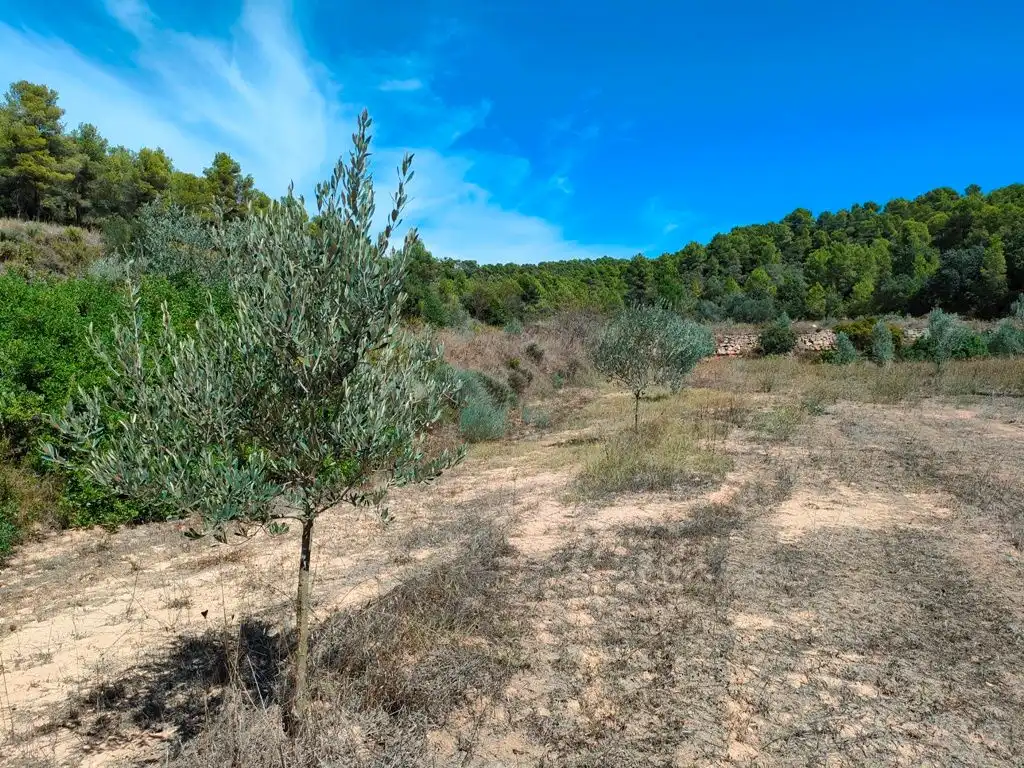 Rural land for sale in Horta de Sant Joan, imagen 9