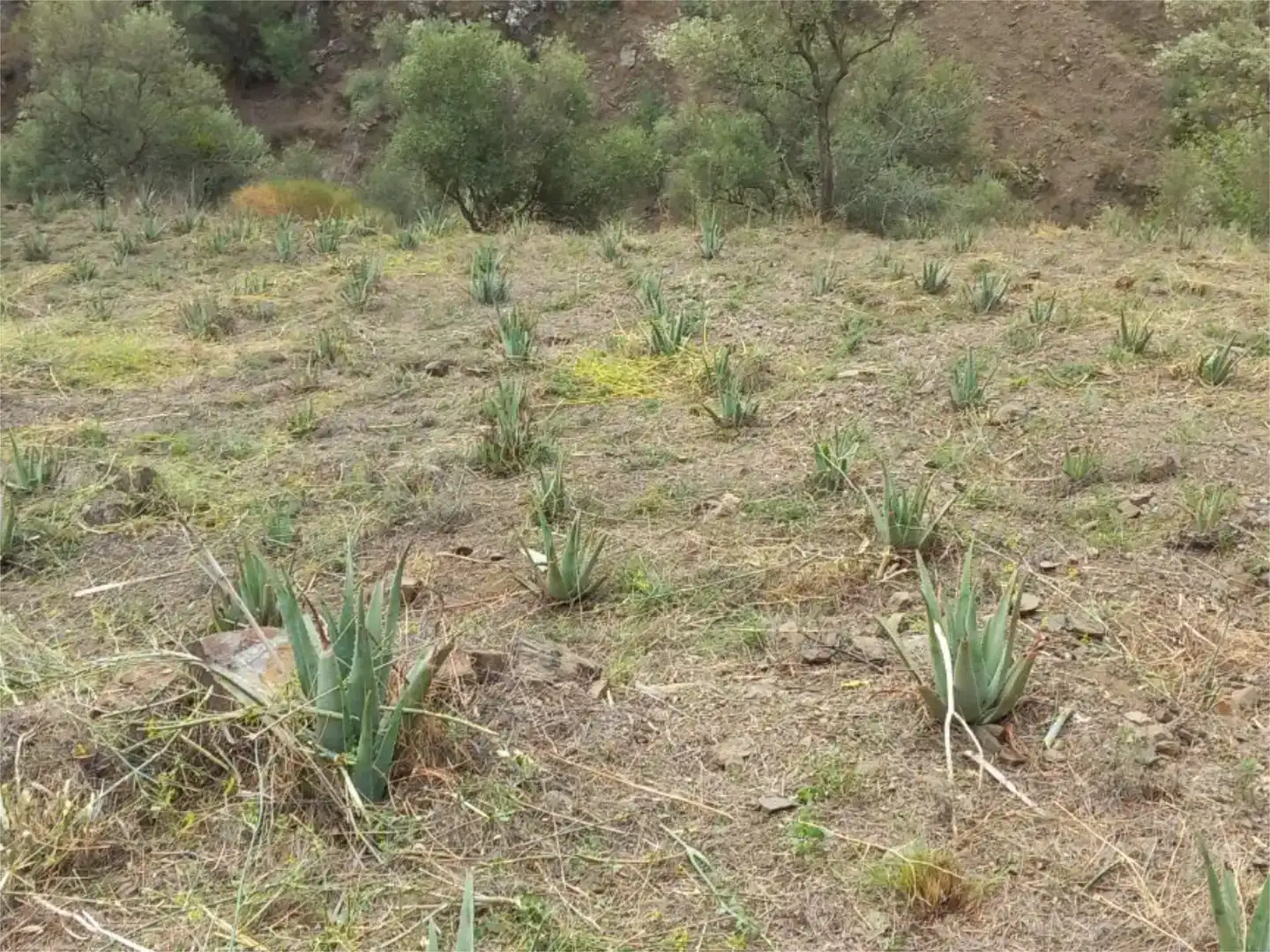 Terreno en venta en Árchez