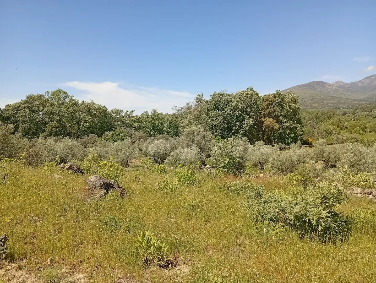 Terreni e lotti in vendita a Villanueva de la Vera, imagen 120