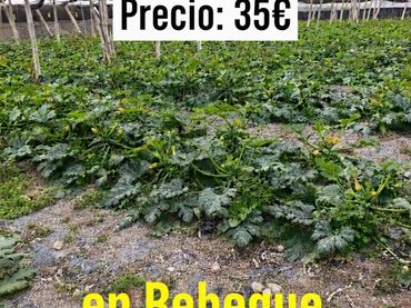 Terreno rustico in vendita a Calle Rebeque 20