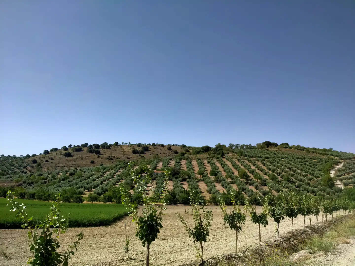 Rural land for sale in Calle Medina del Campo, imagen 24