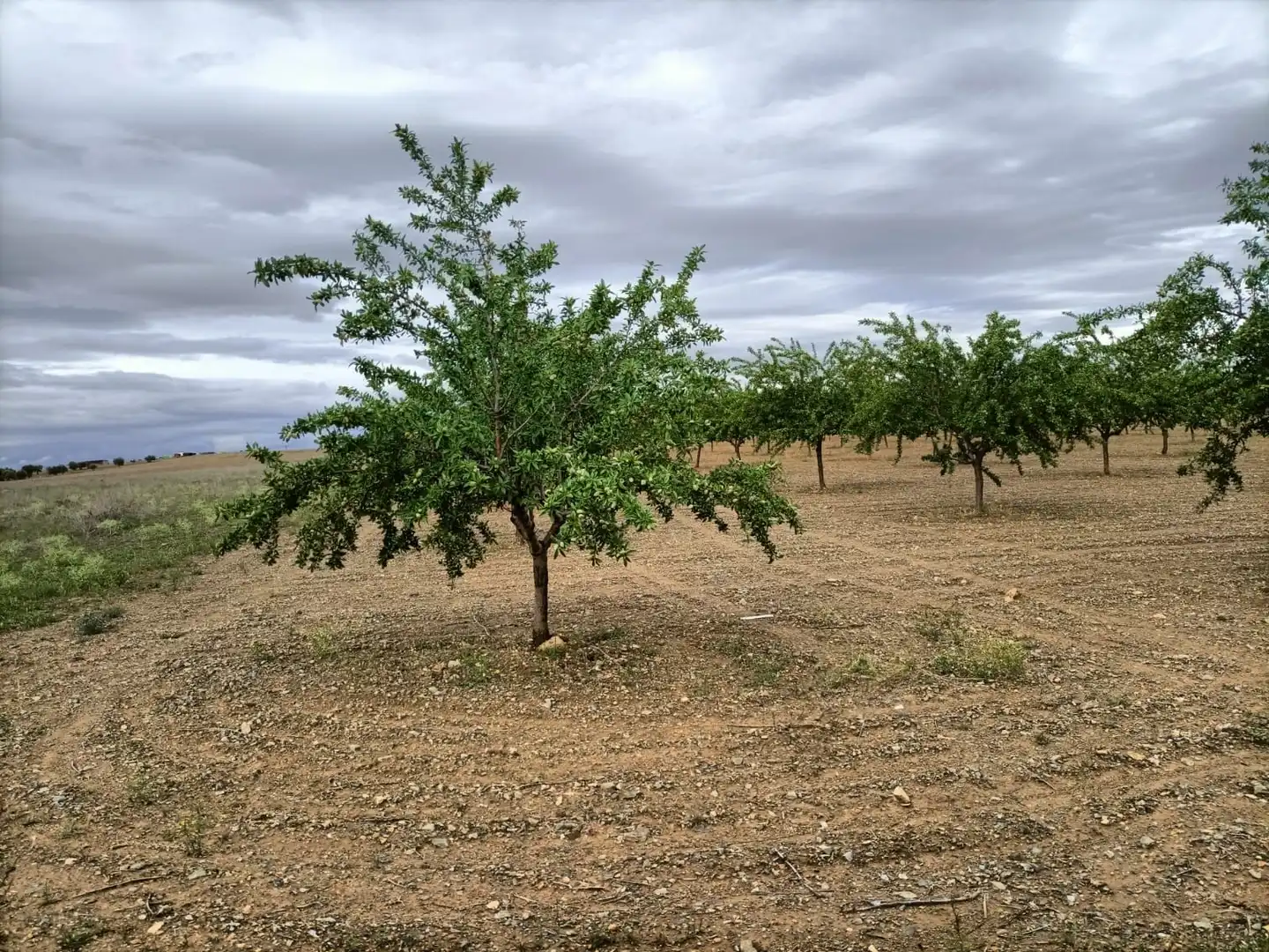 Terreno rustico in vendita a Nambroca, imagen 4