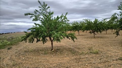 oferta de almendros , immagine 4