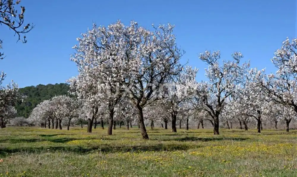 Xalet en venda a Sant Antoni de Portmany, imagen 35
