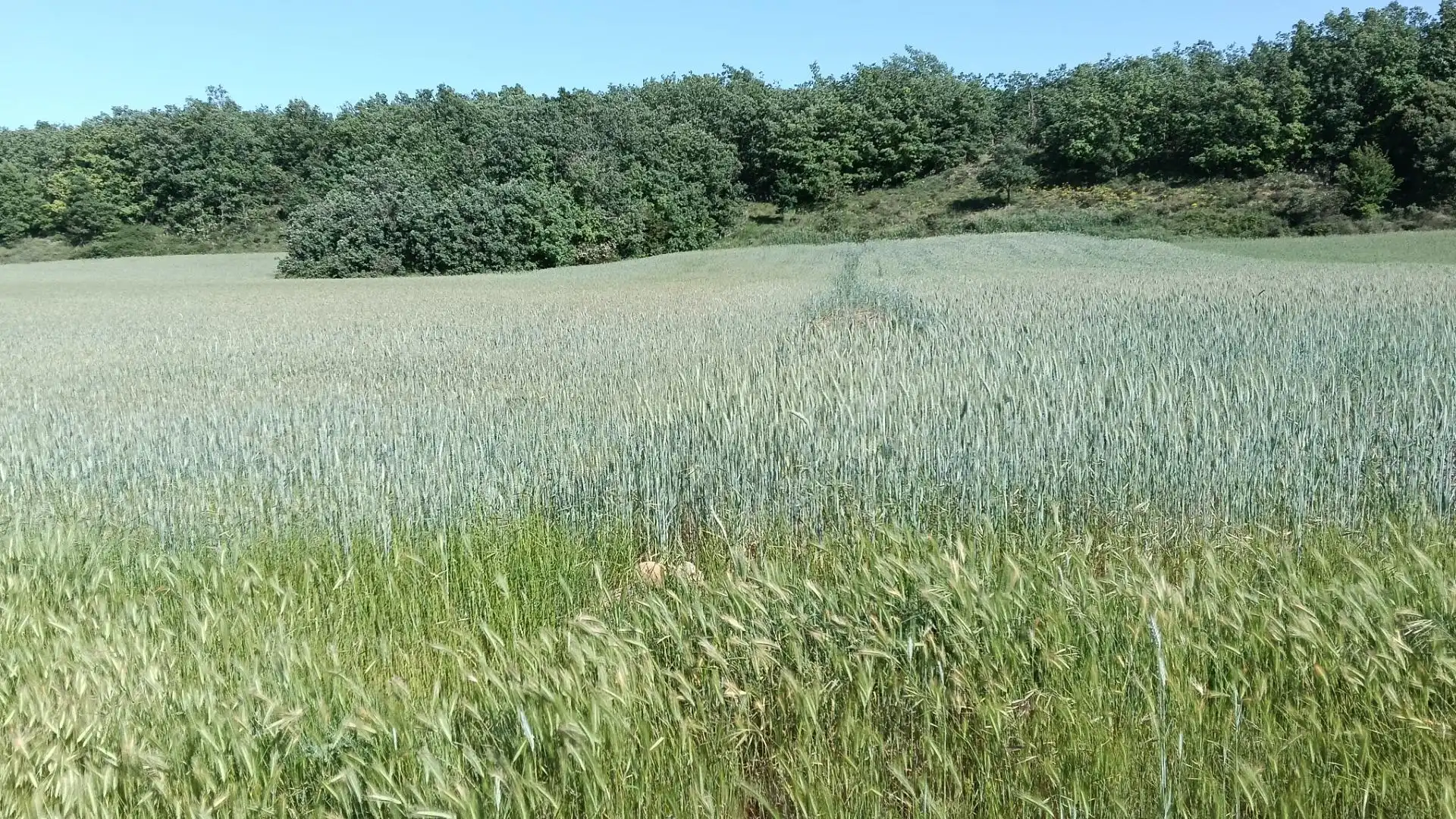 Land for sale in Ibeas de Juarros