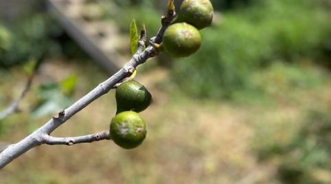 Foto 5 de Casa o chalet en venta en Carretera al Monte las Mercedes, Las Mercedes, San Cristóbal de la Laguna