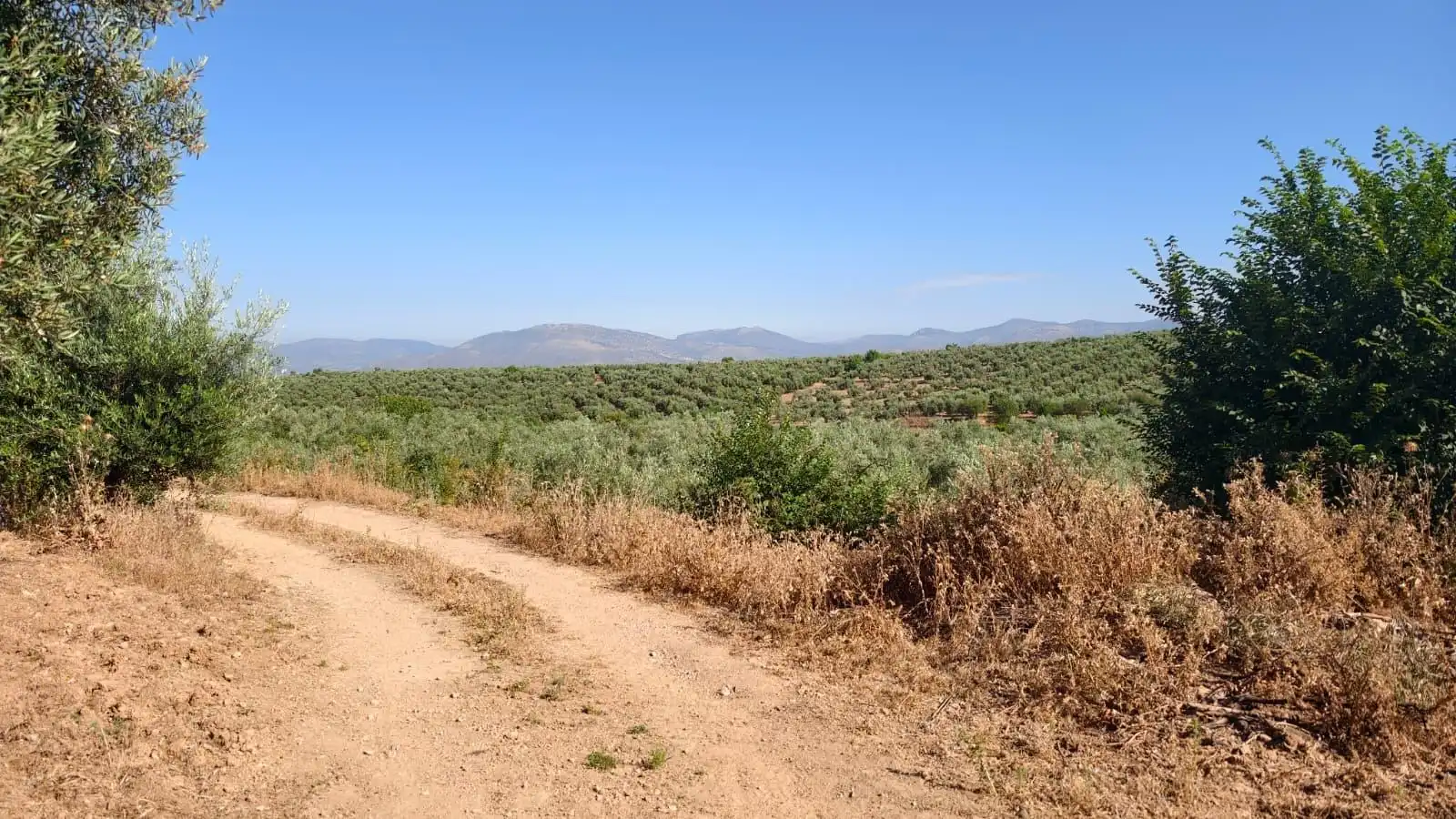 Terreni e lotti in vendita a Camino Cogollos de la Vega 11, imagen 5