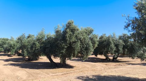 Finca de olivares centenarios de riego, imatge 2